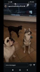 agozzinoalfredo i miei cani li piacciono i cani
