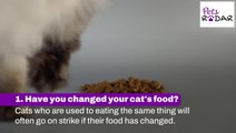 Things To Check When Your Cat's Not Eating