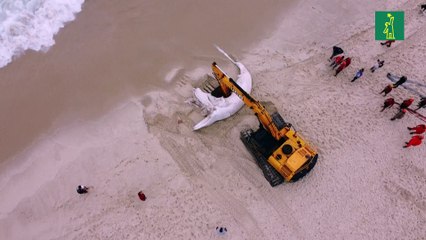 Ballena varada muerta fue encontrada en una playa de Río de Janeiro