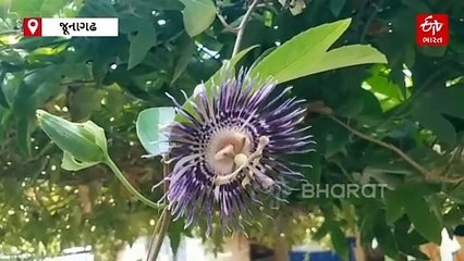 ક્યારેય જોયું છે ફૂલોમાં મહાભારત: આ પુષ્પમાં બિરાજે છે કૌરવો પાંડવો મહાદેવ અને બ્રહ્મા વિષ્ણુ મહેશ