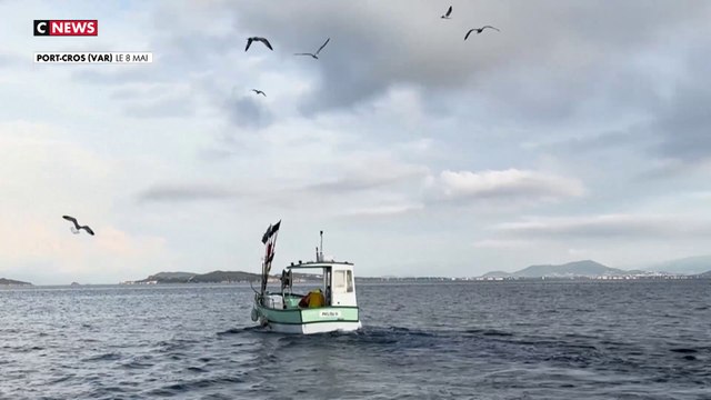 Port-Cros : la plus vieille aire marine protégée d'Europe