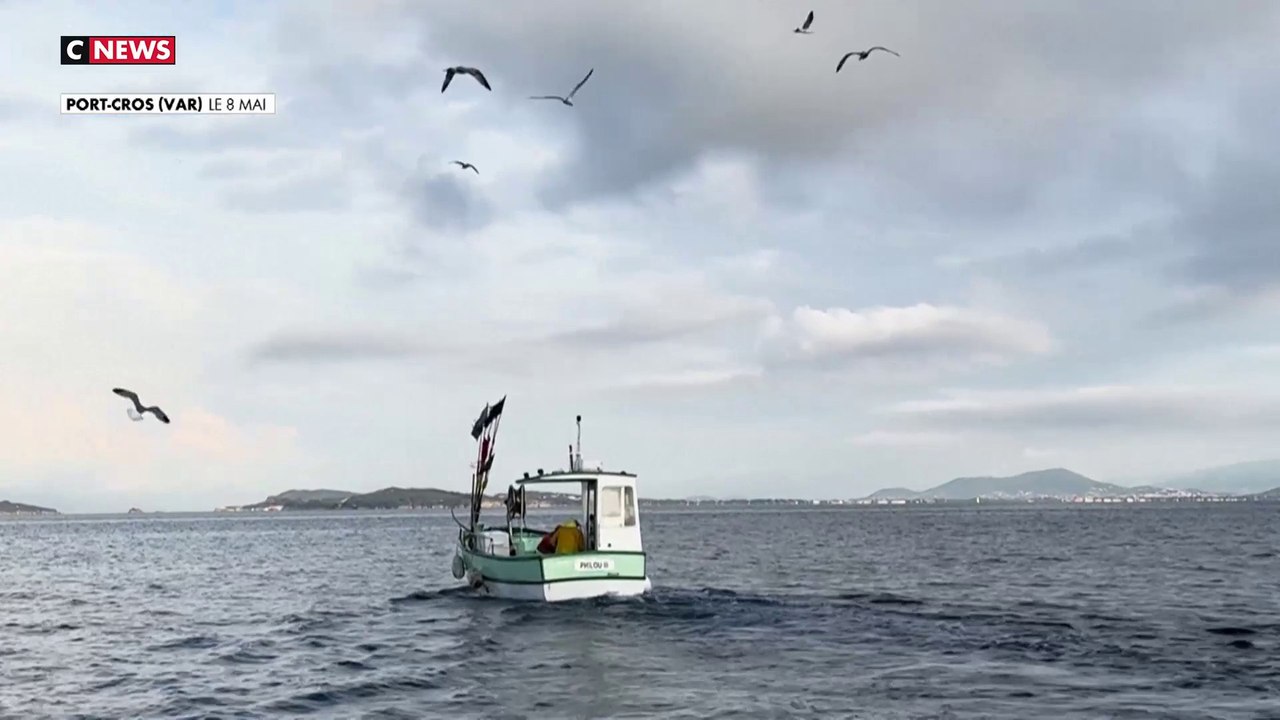 Port-Cros : la plus vieille aire marine protégée d'Europe