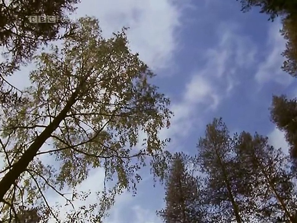 Sibelius - Maturity and Silence