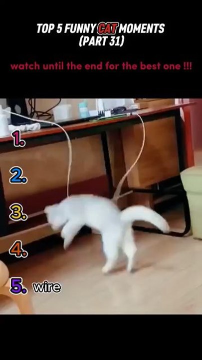 cute cat 🐈 funny