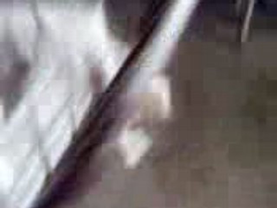 Casdade chien