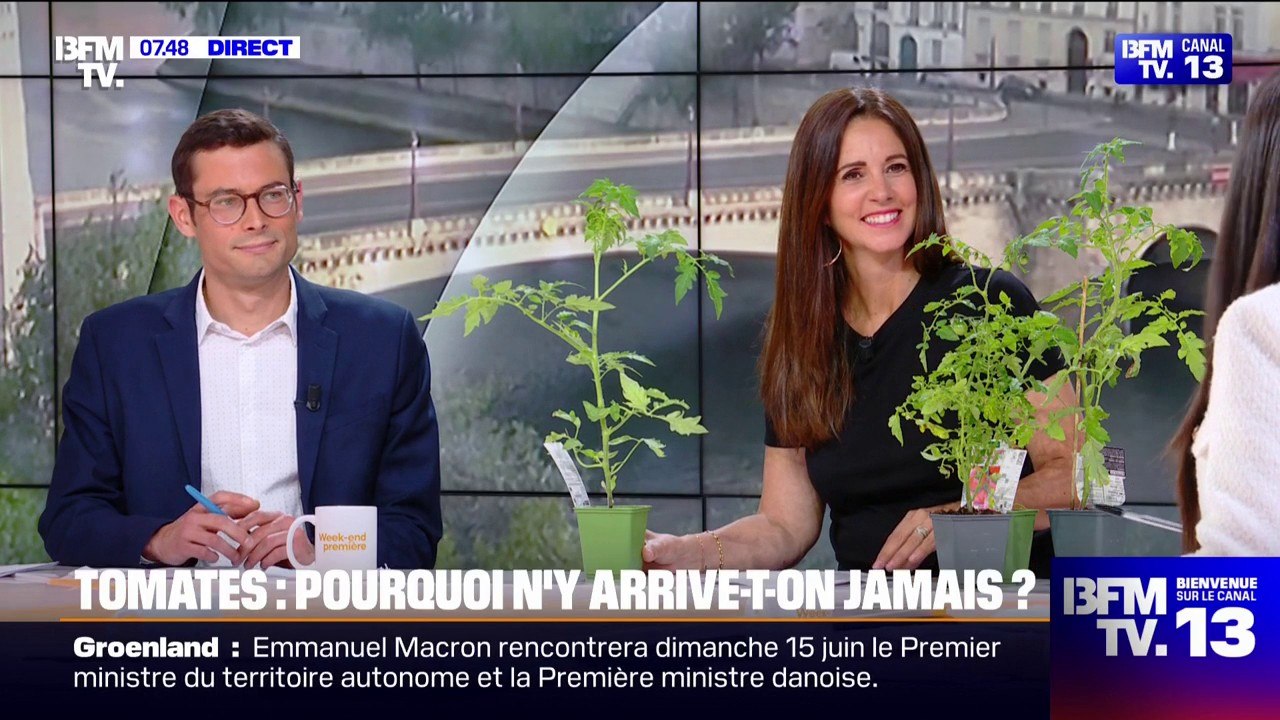 Pourquoi n'arrive-t-on jamais à faire pousser les tomates?