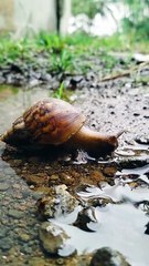 SNAIL RELAXING IN THE WATER