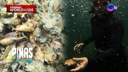 Kara David, nanguha ng spider shell sa Pagbilao, Quezon! | Pinas Sarap