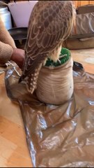 طير حر نادر صقر