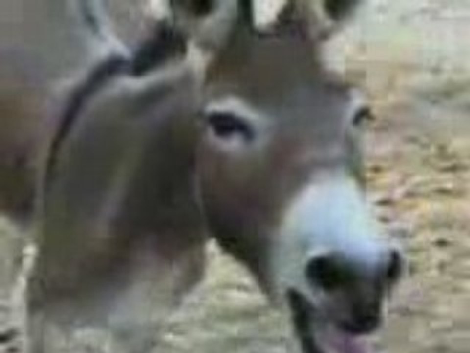 Accident_And_Donkey