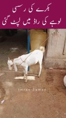 BAKRY ki RASSI Rod me Phas Gai😱