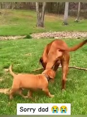 Dog's Comedic Moments"