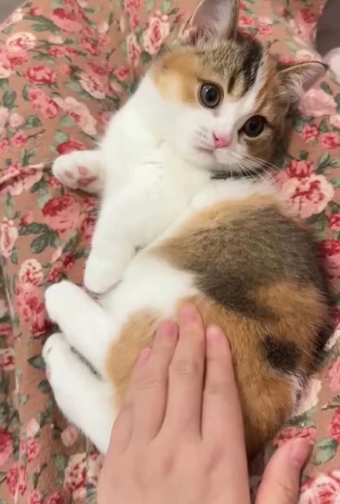 cute animals 😼cute kitten