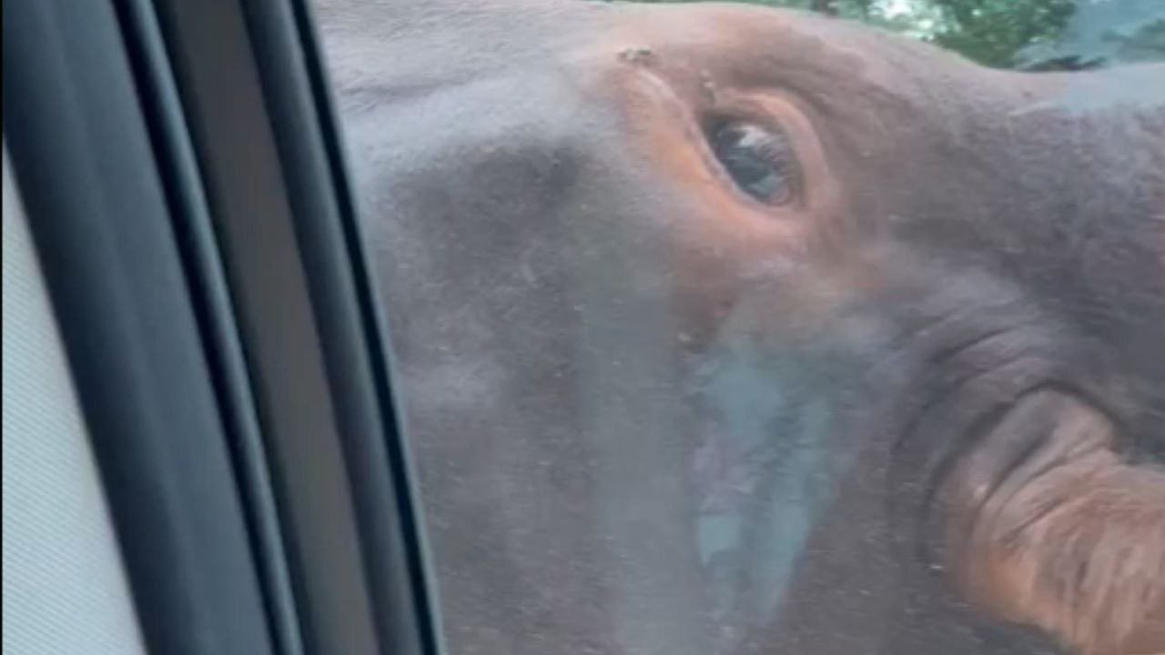 Grandma did not expect a cattle to lick the window at safari