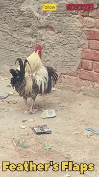 Rooster Feathers Flapping | Rooster wing dance | #foryou #rooster #bird #feathers #wind @TheCatsAnd