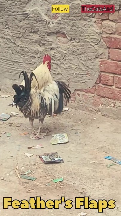 Rooster Feathers Flapping | Rooster wing dance | #foryou #rooster #bird #feathers #wind @TheCatsAnd