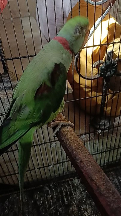 Tamed Parrot🦜🦜