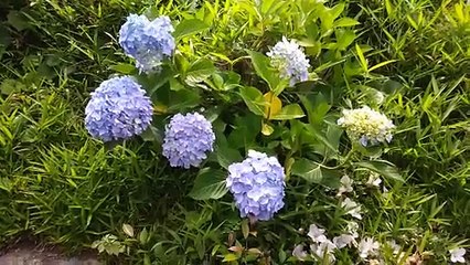 アジサイ