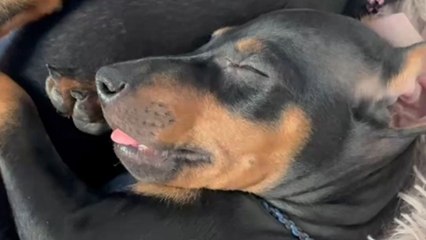 Cute Manchester Terrier puppy appears to be enjoying milk in the middle of a deep sleep