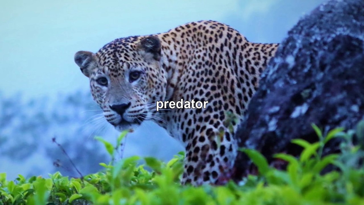 14 Unbelievable Leopard Facts You Won't Believe!