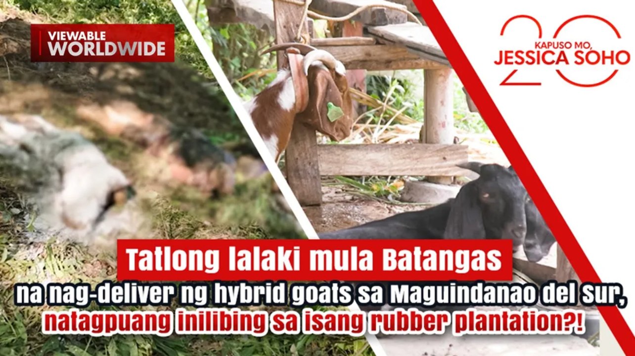 3 lalaki na nag-deliver ng hybrid goats, inilibing sa rubber plantation?! | Kapuso Mo, Jessica Soho