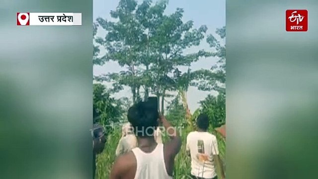 लखीमपुर खीरी में तेंदुए की दहशत; केशवापुर गांव में पेड़ पर बैठे दिखे दो तेंदुए, वन विभाग की टीम कर रही निगरानी