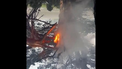 Thunderbolt leaves tree on fire in Hayling Island