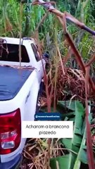 Vídeo revela localização de caminhonete roubada em meio a plantação