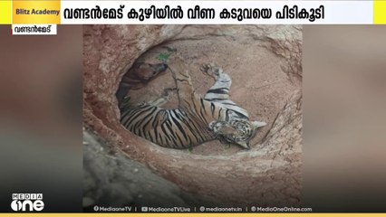കടുവയും നായയും ഒരു കുഴിയിൽ; കടുവയെ തിരികെ കാട്ടിലേക്ക് വിടാൻ വനം വകുപ്പ്