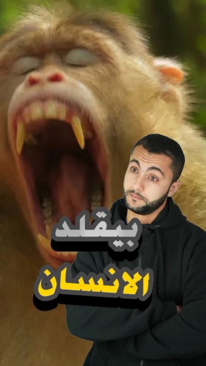 🎭😂🙈 قرد بيقلد البشر؟! تمثيل ولا سحر؟https://psce.pw/7pqc7u#النواة #قرد #قرد_مكاك#النواة #ذئب_القمر#Alnawa #dubai🇦🇪 #Macaca #monkey #dubailife #trending #travel #nature #wildlife