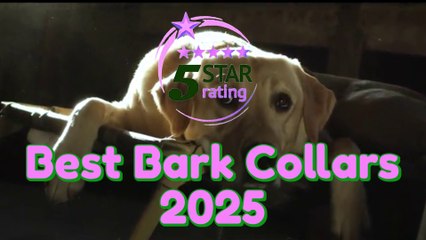 Best Bark Collars | Top 5 Bark Collars 2025