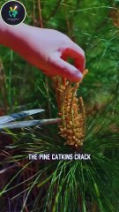 Pine Pollen Cakes The $500 ‘Tesla’ of Desserts