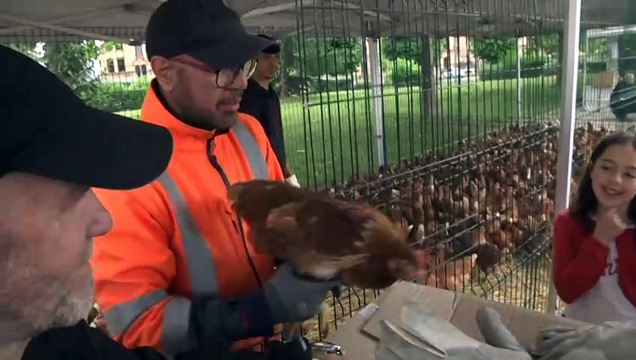 En Alsace, distribution gratuite de poules anti-gaspi
