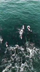 Vídeo mostra mais de 100 golfinhos nadando em Laguna