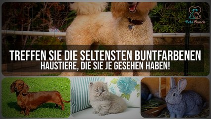 Die Seltensten Buntfarbenen Haustiere – Rarest Colorful Pets You'll Ever See!
