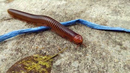 Millipede Walking in Macro Photography is so Satisfying - Spirostreptus CRAWLING