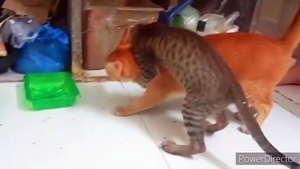 Little Kitty Takes on Big Cat in Epic Battle!