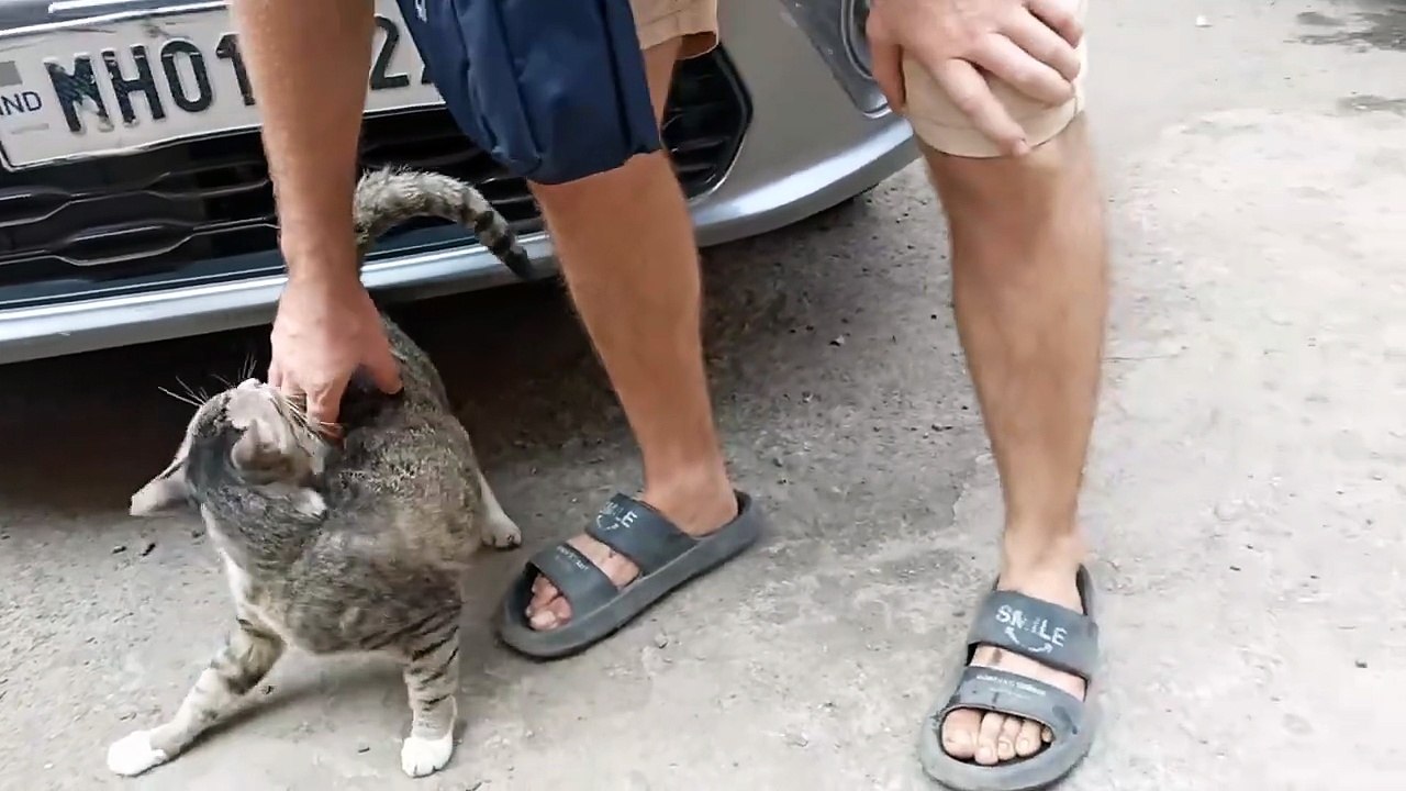 Street Cat Showdown_ Feline Feud for My Attention!