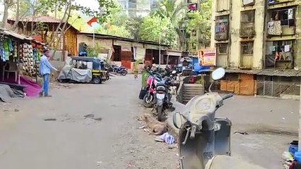 Surviving a stray dog attack