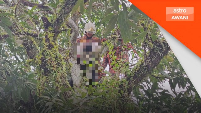 Lelaki maut terkena renjatan elektrik ketika jolok buah mangga