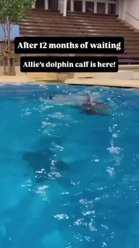 Há um novo golfinho no zoo de Chicago. Não nasciam crias há 10 anos