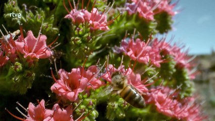 Islas Canarias. Las hijas del volcan