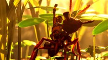 Grounded 2: Bereits im Juli könnt ihr wieder auf Ameisen durch den Garten reiten