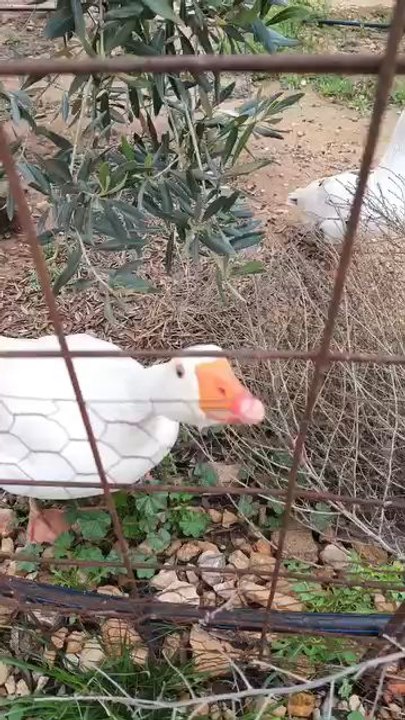حظيرة البط