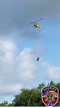 Zebra capturada após oito dias em fuga no Tennessee. Eis o momento