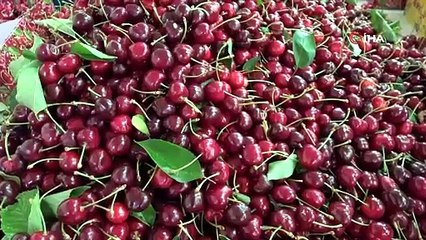 Lapseki'de ‘Ziraat 900’ cinsi kirazın hasadı başladı: Fiyatı 700 TL'ye kadar çıkıyor!