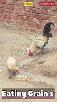 Chicken Eating Grains | Chicken diets | #foryou #chicken #diets #grain @TheCatsAnd