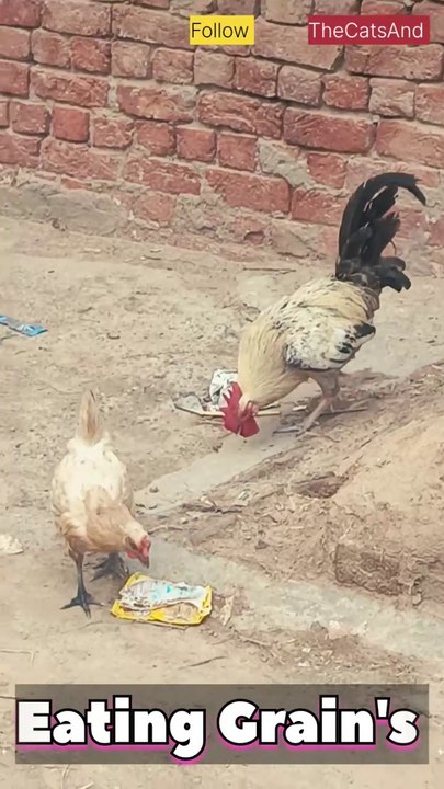 Chicken Eating Grains | Chicken diets | #foryou #chicken #diets #grain @TheCatsAnd