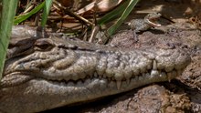 Rivers Queen The Crocodile Mother