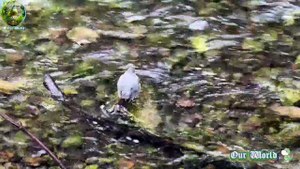 American Dipper - Cute Aquatic Song Bird - Water Ouzel
